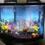 38 gallons freshwater fish tank (mostly fish and non-living decorations) - 38 gal freshwater african cichilds