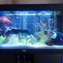96 gallons freshwater fish tank (mostly fish and non-living decorations) - 96 gallon south american