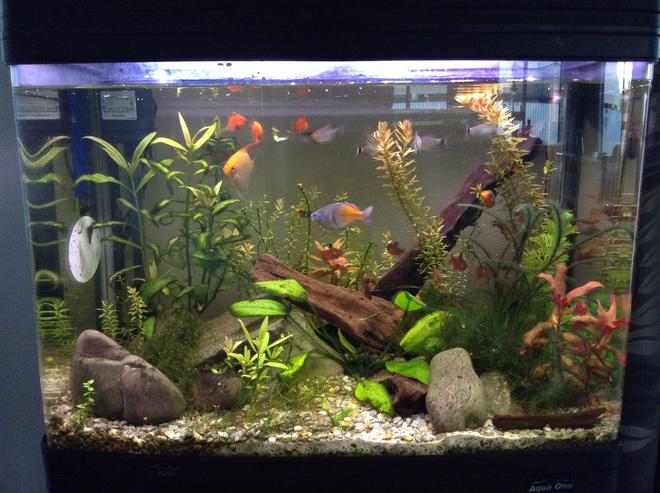 23 gallons planted tank (mostly live plants and fish) - A planted tank