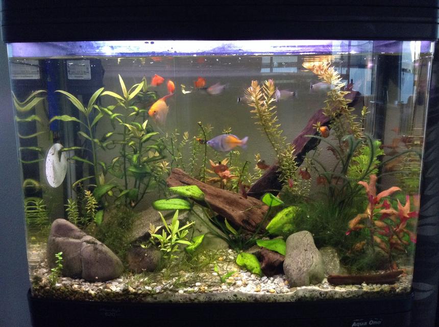 Rated #49: 23 Gallons Planted Tank - A planted tank