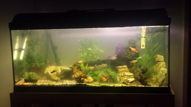 40 gallons freshwater fish tank (mostly fish and non-living decorations) - And there is my pride and joy