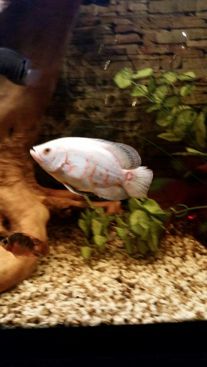 Rated #24: Freshwater Fish Stocking In 80 Gallons Tank - albino oscar the boss of the tank