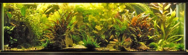 120 gallons planted tank (mostly live plants and fish) - The main tank