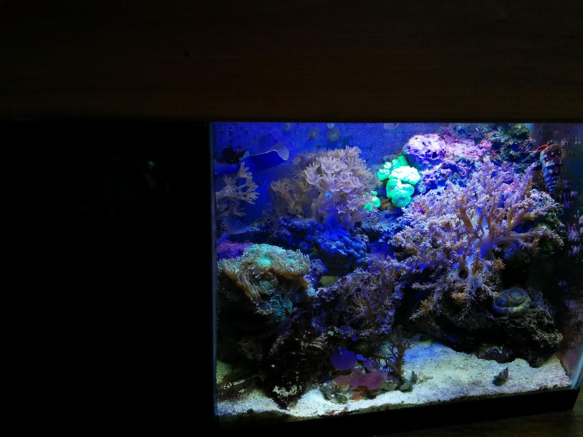 5 gallons reef tank (mostly live coral and fish) - This is my 5.5 gallon tank with built in refugium and custom made canopy.
