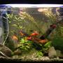 fish tank picture - The same tank just a bit later
