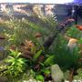 fish tank picture - Another photo