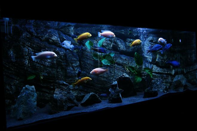 450 gallons planted tank (mostly live plants and fish) - Malawi tank