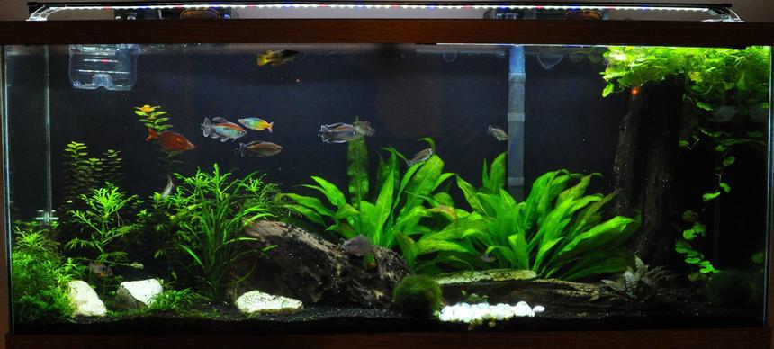 Rated #16: 55 Gallons Planted Tank - My Work In Progress