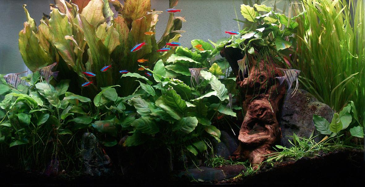 29 gallons planted tank (mostly live plants and fish) - Tank up 3 years since November 2012. 10 Cardinals & 7 Ember Tetras are original residents. 5 Angels new & will be transferred to new larger tank being setup. Goldring Danios introduced Dec 14 and Celestial Pearl Danios introduced Jan 2015. Plants are all from original setup, except some of the Crypto Parva. Anubias all propagated from 2 original plants. I harvest and supply all my friends with Anubias and Jungle Vals quite frequently and have harvested 4 plants from the one echinodorus.