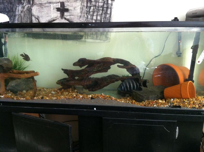 Rated #76: 75 Gallons Freshwater Fish Tank - Butti and flowerhorn :)