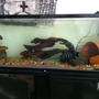 75 gallons freshwater fish tank (mostly fish and non-living decorations) - Butti and flowerhorn :)