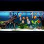 125 gallons planted tank (mostly live plants and fish) - My 220 gallon tank with a variety of different strains of discus as well as a juvenile motoro stingray.