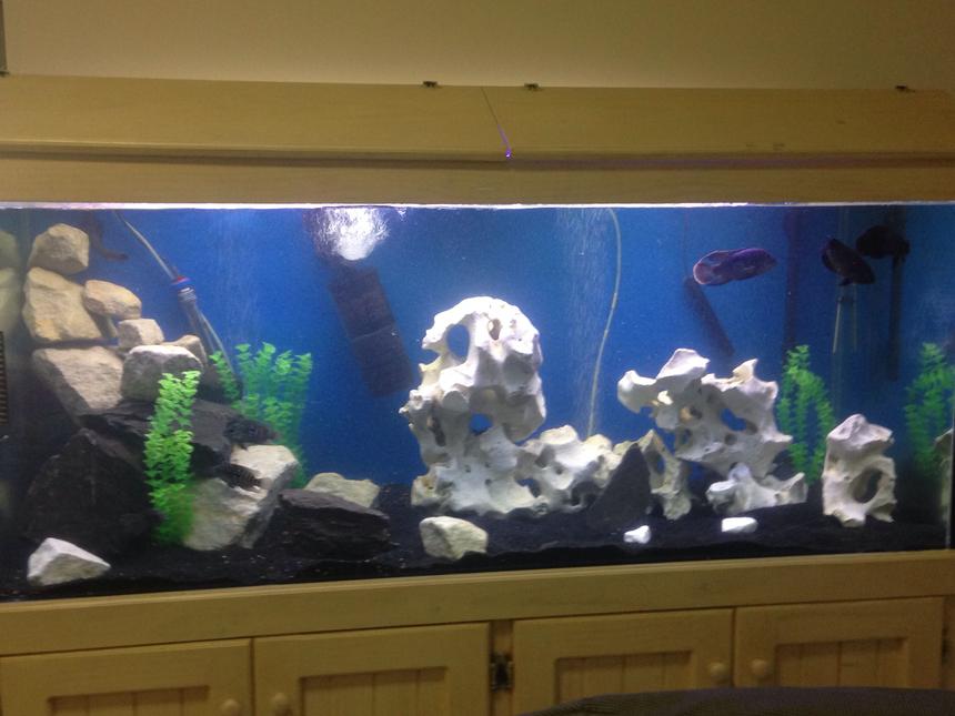 Rated #45: 68 Gallons Freshwater Fish Tank - 6ft x2x2
Holey rock, sandstone & slate.
Jack dempseys x4, green terror x3, oscar x2, red fin sharks x7, snails x4, golden pleco x3