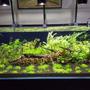 120 gallons planted tank (mostly live plants and fish) - CADE 1500 Semi Dutch Planted Aquarium