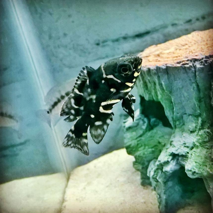 Rated #4: Freshwater Fish Stocking In 125 Gallons Tank - Baby Tiger Oscar