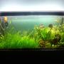 79 gallons planted tank (mostly live plants and fish) - my fish tank