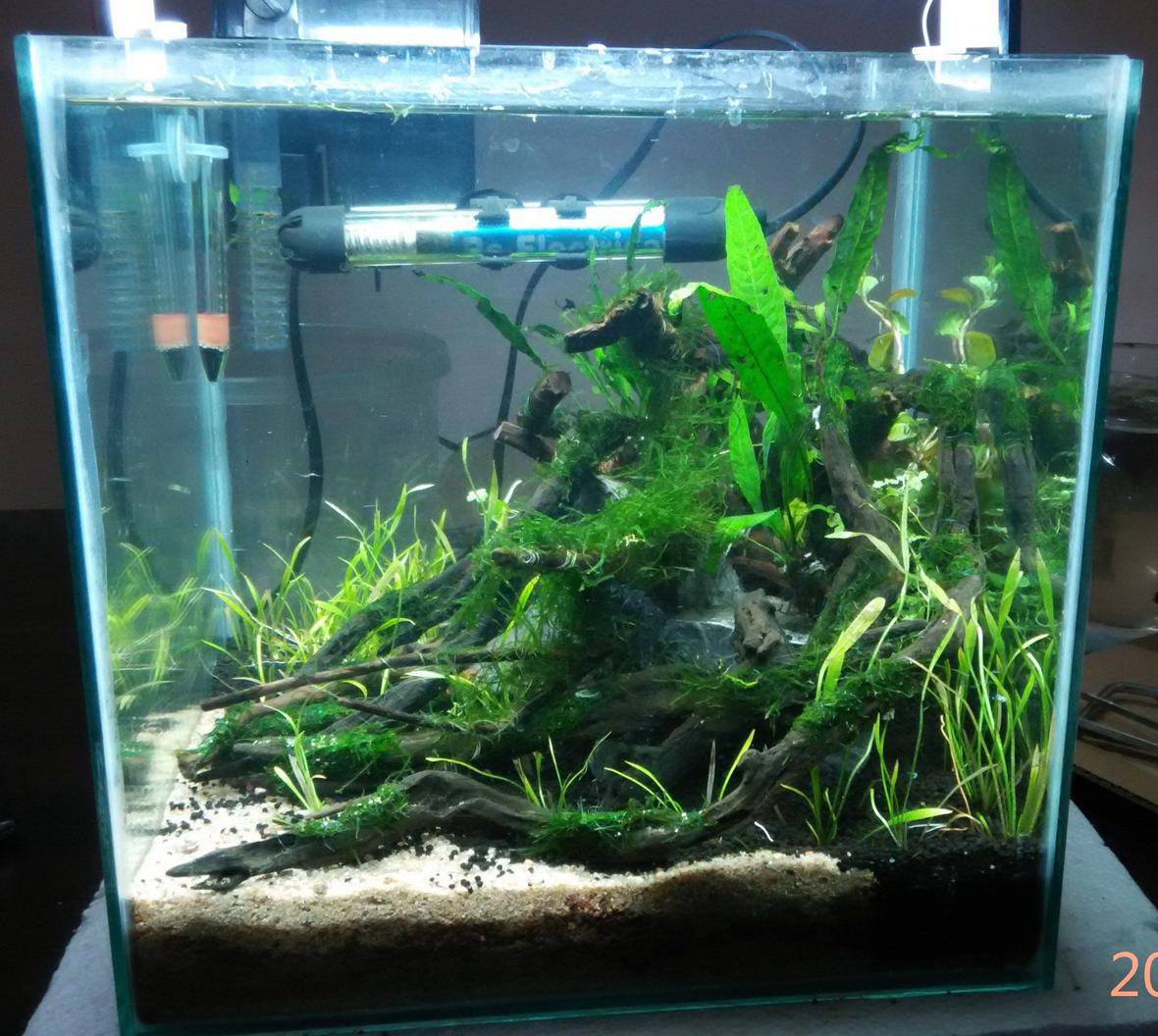 8 gallons planted tank (mostly live plants and fish) - Size: 1 x 1 x 1 ft Substrate: Fluval Stratum and River Sand Flora: Java Fern, Echinodorus Tennelus " Micro", Sp Honda, Java Moss Fauna: Brilliant Rummy Nose , Galaxy Rasbora and Amano Shrimps Lighting: 20 Watts Osram CFL Filter: Sobo HOB Filter Heater: Sobo 50 Watts Thermometer: Unknown