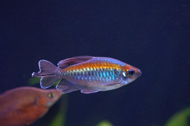 freshwater fish stocking in 55 gallons tank - Medium Congo Tetra. No Flash