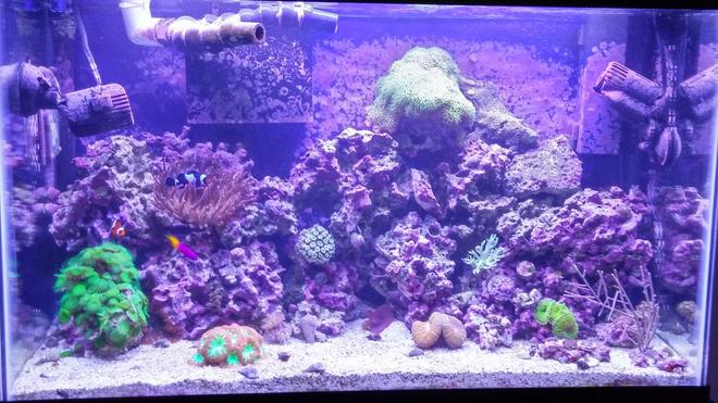 29 gallons reef tank (mostly live coral and fish) - Reef tank