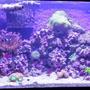 29 gallons reef tank (mostly live coral and fish) - Reef tank