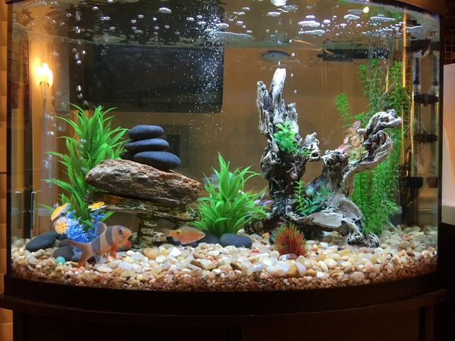 36 gallons freshwater fish tank (mostly fish and non-living decorations) - Quick build freshwater