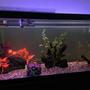 75 gallons freshwater fish tank (mostly fish and non-living decorations) - Week two or three of my first 75 gallon tank