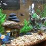 fish tank picture - Angle 2