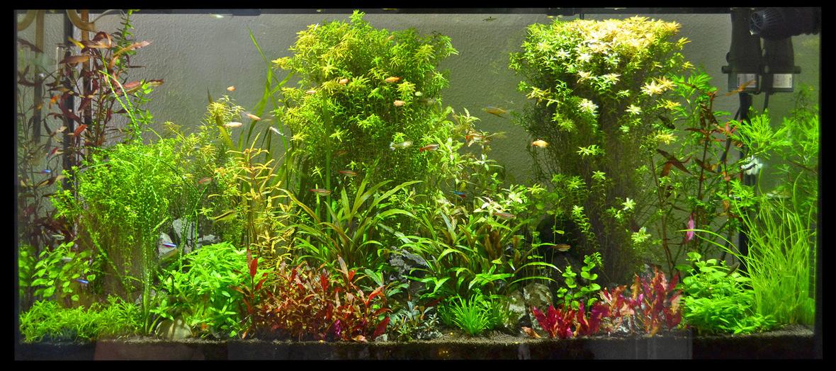 60 gallons planted tank (mostly live plants and fish) - 60 Gallon Planted Community Tank