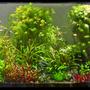 60 gallons planted tank (mostly live plants and fish) - 60 Gallon Planted Community Tank