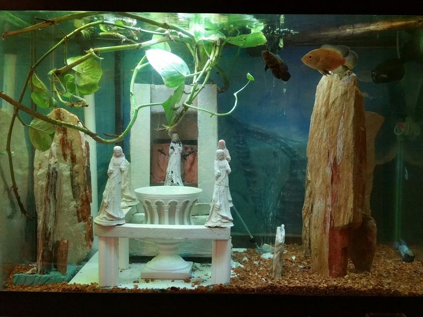 Rated #64: 55 Gallons Freshwater Fish Tank - Freshwater 55 gal handmade decorations mount olympus decorated theme live vines plants co2 and sandfall tower