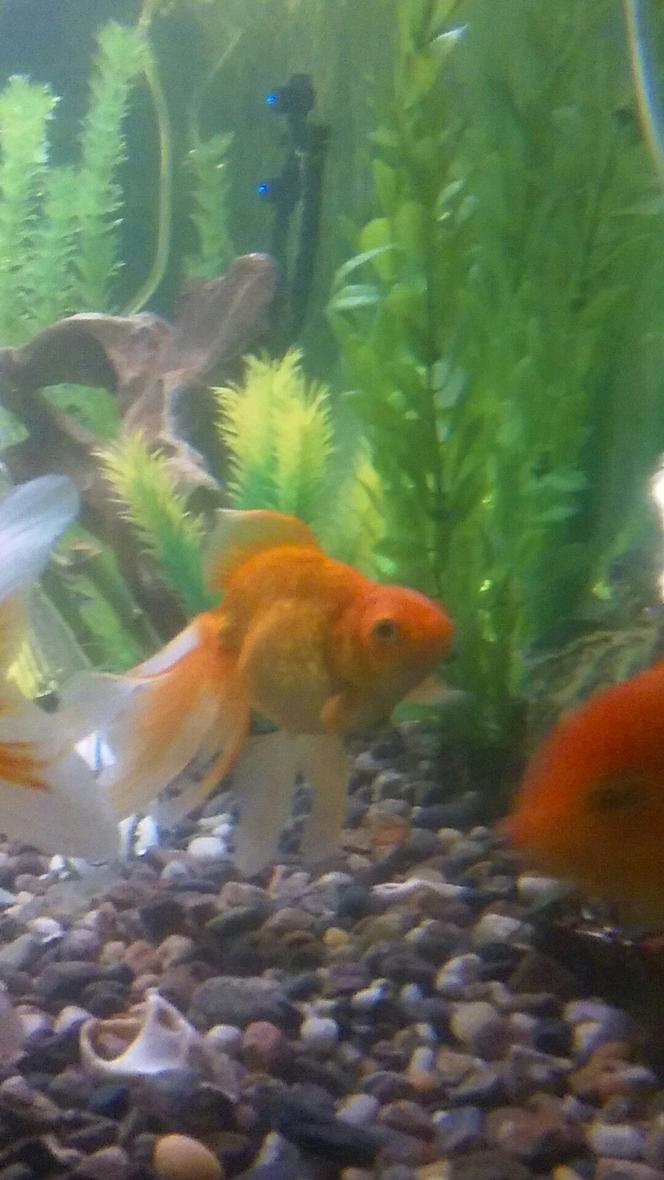 Rated #33: Freshwater Fish Stocking In 125 Gallons Tank - One of my guys (or girls 😕)...