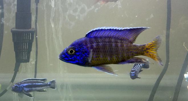 freshwater fish stocking in 50 gallons tank - Nagara Flametail