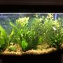 46 gallons planted tank (mostly live plants and fish) - my tank