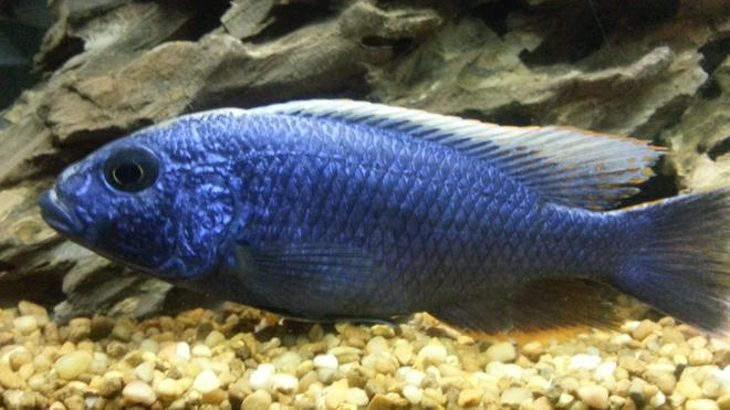 freshwater fish stocking in 60 gallons tank - Electric blue Hap. Ali