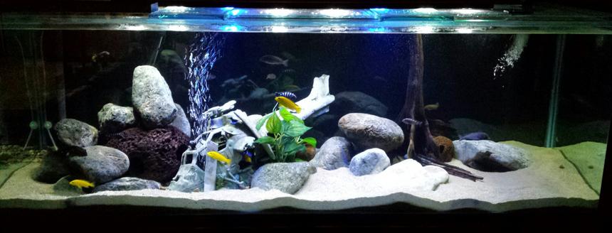 Rated #17: 170 Gallons Freshwater Fish Tank - 6ft x 2ft x 2ft Lake Malawi tank 'Black Hawk Down'