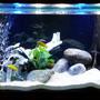 170 gallons freshwater fish tank (mostly fish and non-living decorations) - 6ft x 2ft x 2ft Lake Malawi tank 'Black Hawk Down'