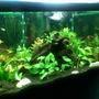 fish tank picture - My tanks 75 gal low tech