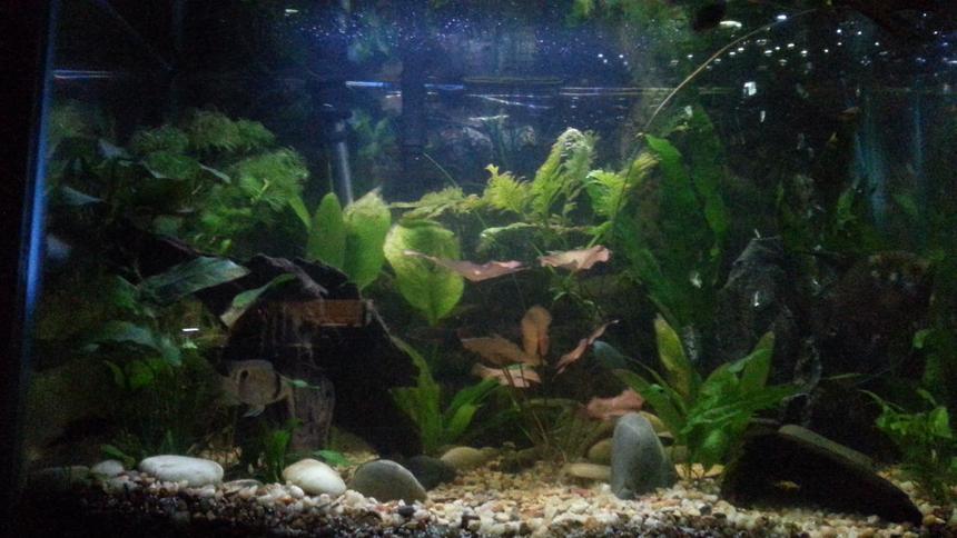 Rated #45: 29 Gallons Planted Tank - 29 gallon