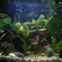 29 gallons planted tank (mostly live plants and fish) - 29 gallon