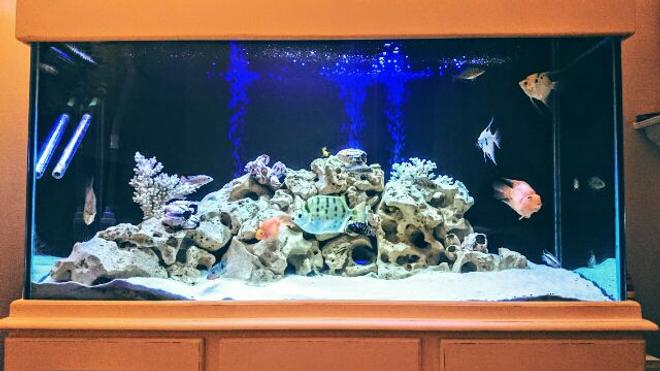 75 gallons freshwater fish tank (mostly fish and non-living decorations) - Freshwater tank