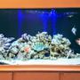 75 gallons freshwater fish tank (mostly fish and non-living decorations) - Freshwater tank