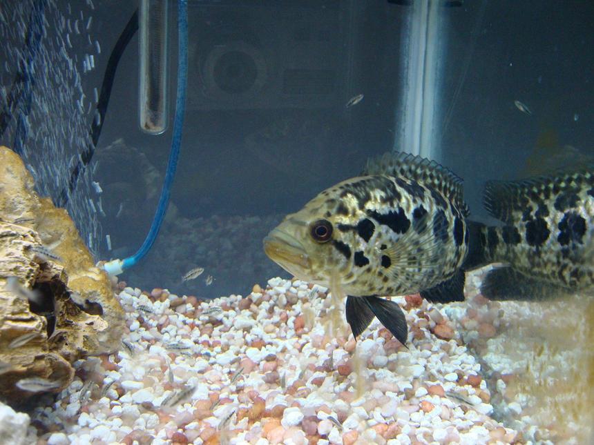 Rated #61: 55 Gallons Freshwater Fish Tank - Managuense and fry