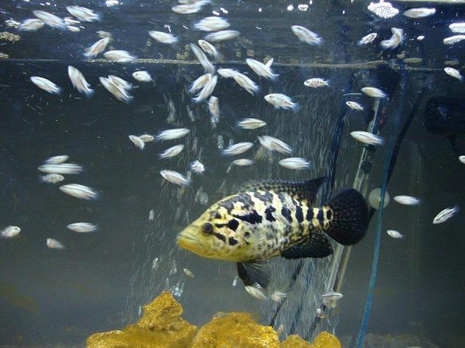 freshwater fish stocking in 55 gallons tank - managuense and fry