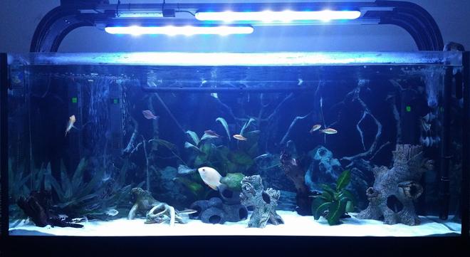 52 gallons freshwater fish tank (mostly fish and non-living decorations) - Gold Severum Tank