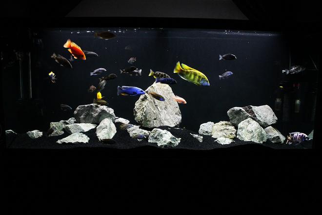 120 gallons freshwater fish tank (mostly fish and non-living decorations) - My 120g African Cichlid Peacock / Hap Show Tank with a few odd balls! :D