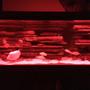 fish tank picture - Red led