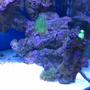 fish tank picture - Pink tip torch, frogspawn, candy cane corals