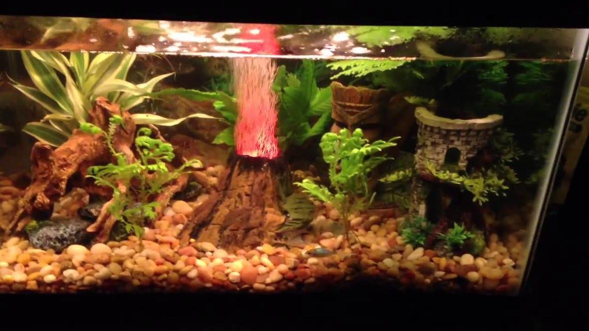 10 gallons freshwater fish tank (mostly fish and non-living decorations) - This is mine