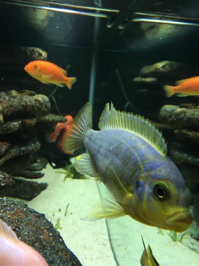 freshwater fish stocking in 75 gallons tank - Mbuna