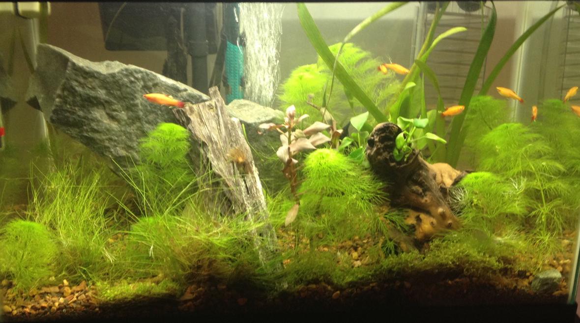 10 gallons planted tank (mostly live plants and fish) - 3/29 6 weeks 7.2 / 76*